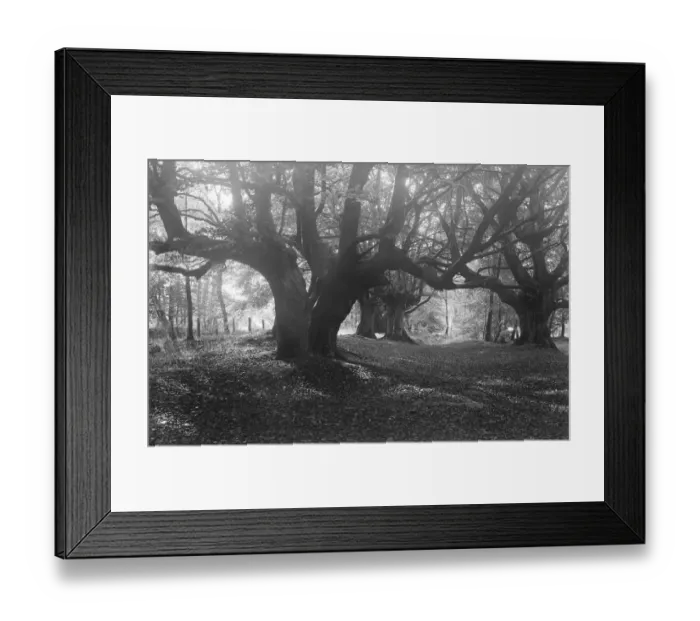 Framed Print : Balcombe Forest Framed Print : Balcombe Forest