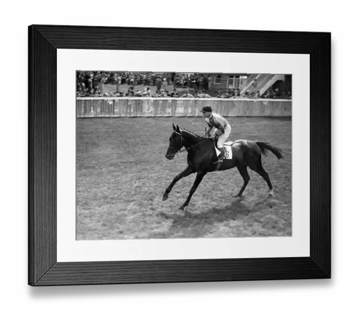 Framed Print : The racehorse Domaha in action at Goodwood racecourse, West Sussex, England Framed Print : The racehorse Domaha in action at Goodwood racecourse, West Sussex, England