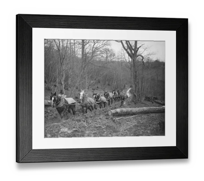 Framed Print : A logging team at work at Chipps Cross, Between Rye and Hastings February 1936 Framed Print : A logging team at work at Chipps Cross, Between Rye and Hastings February 1936