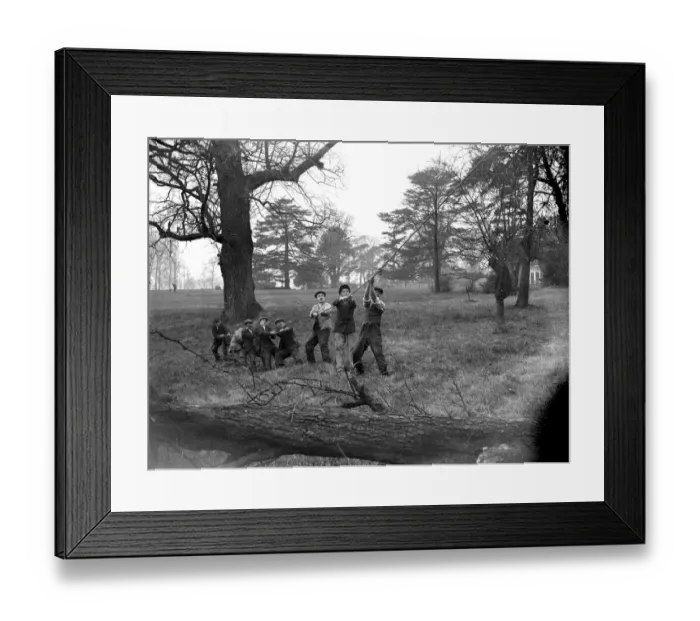 Framed Print : Men bringing down the tree by pulling on a rope, on the grounds at Sidcup Place. 1934 Framed Print : Men bringing down the tree by pulling on a rope, on the grounds at Sidcup Place. 1934