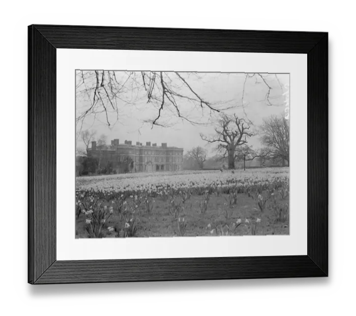 Framed Print : Public can see now wonderful daffodil display at Sir Philip Sassoons home