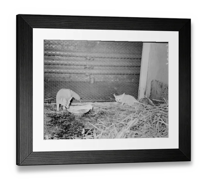 Framed Print : Greedy!. A Fennec Fox, native of North America, faces a big meal in his den at the London Zoo Framed Print : Greedy!. A Fennec Fox, native of North America, faces a big meal in his den at the London Zoo