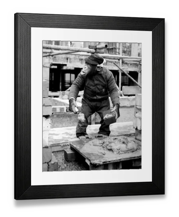 Framed Print : This morning workmen on a building site in Lincolns Inn Fields, London, were joined by a new mate