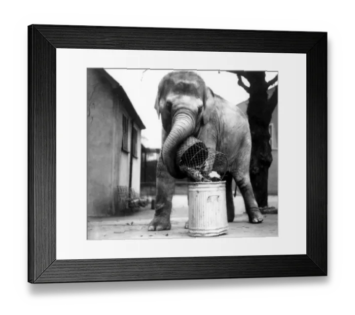 Framed Print : I know London Zoo is short of Money but this is ridiculous Framed Print : I know London Zoo is short of Money but this is ridiculous