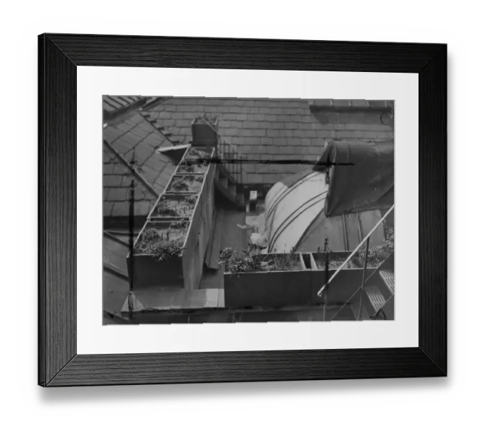 Framed Print : A symptom of spring and the housing problem is provided by a mallard duck with distinctly Framed Print : A symptom of spring and the housing problem is provided by a mallard duck with distinctly