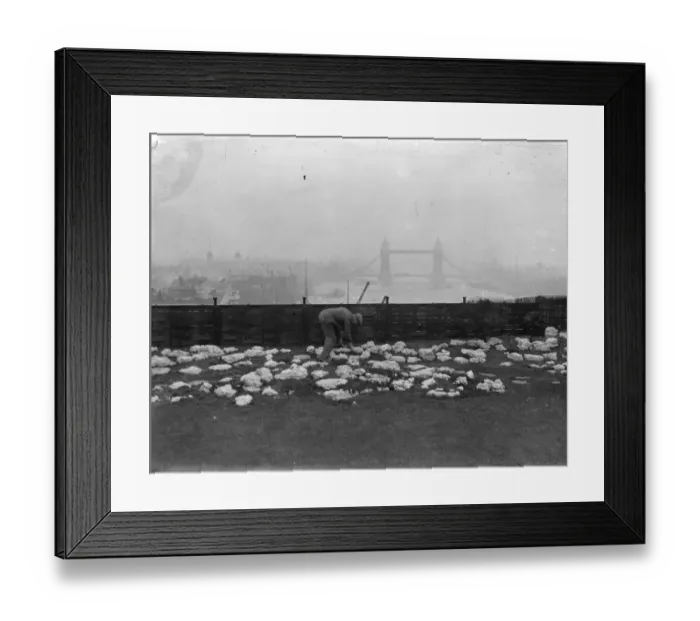 Framed Print : Rolling along on a London roof putting green. A green roller is being used Framed Print : Rolling along on a London roof putting green. A green roller is being used