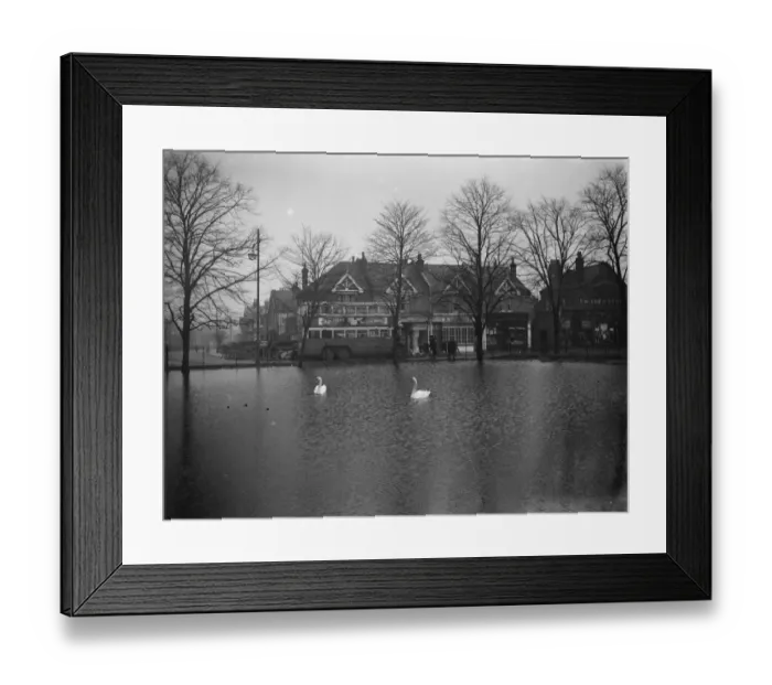 Framed Print : Swans on a flooded field in Longlands. 20 January 1939 Framed Print : Swans on a flooded field in Longlands. 20 January 1939