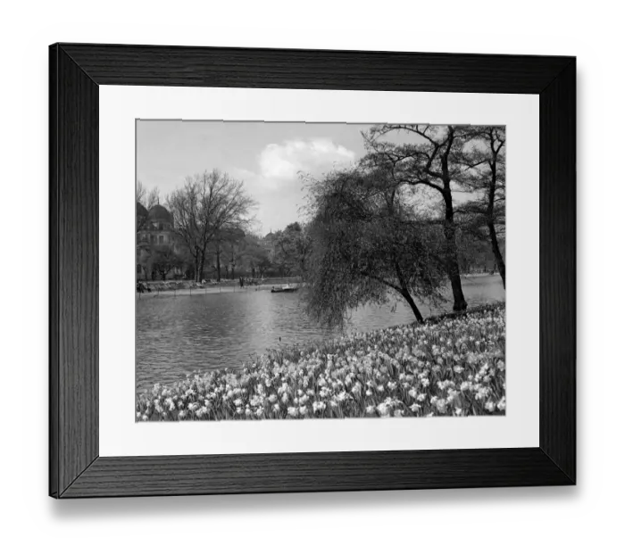 Framed Print : Spring daffodils in Regents Park, London, England. Late 1940s, early 1950s Framed Print : Spring daffodils in Regents Park, London, England. Late 1940s, early 1950s