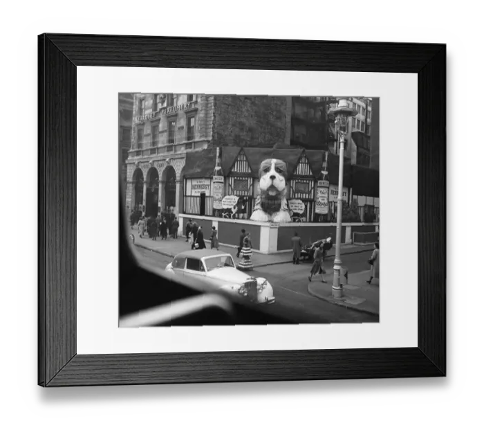Framed Print : Advertising : a Hennessay Cognac diplay featuring the St Bernard dog on the corner Framed Print : Advertising : a Hennessay Cognac diplay featuring the St Bernard dog on the corner