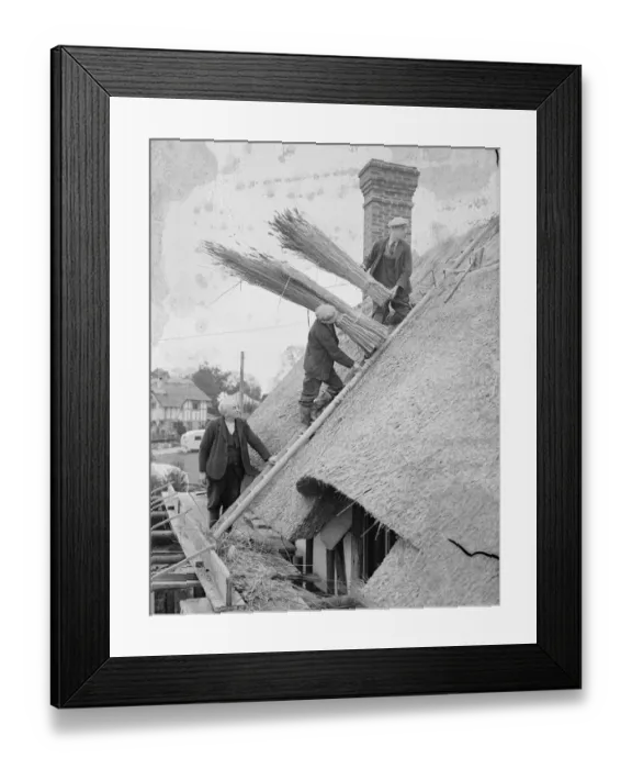 Framed Print : Old craft for modern buildings, reeds from the Norfolk Broads. Thatchers at work Framed Print : Old craft for modern buildings, reeds from the Norfolk Broads. Thatchers at work
