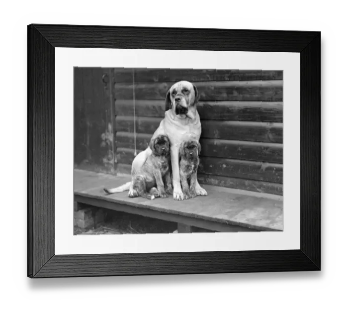 Framed Print : At Mrs Olivers Mastiff kennels at Hellingly, East Sussex. Champion Joseph Of Hellingly Framed Print : At Mrs Olivers Mastiff kennels at Hellingly, East Sussex. Champion Joseph Of Hellingly