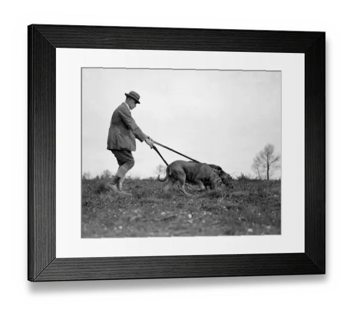 Framed Print : Association of Bloodhound Breeders trials at Woodbury Common, Exmouth. Captain A