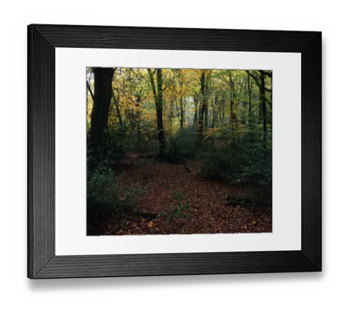 Framed Print : Beech  /  oak forest unmanaged since Saxons - Sussex