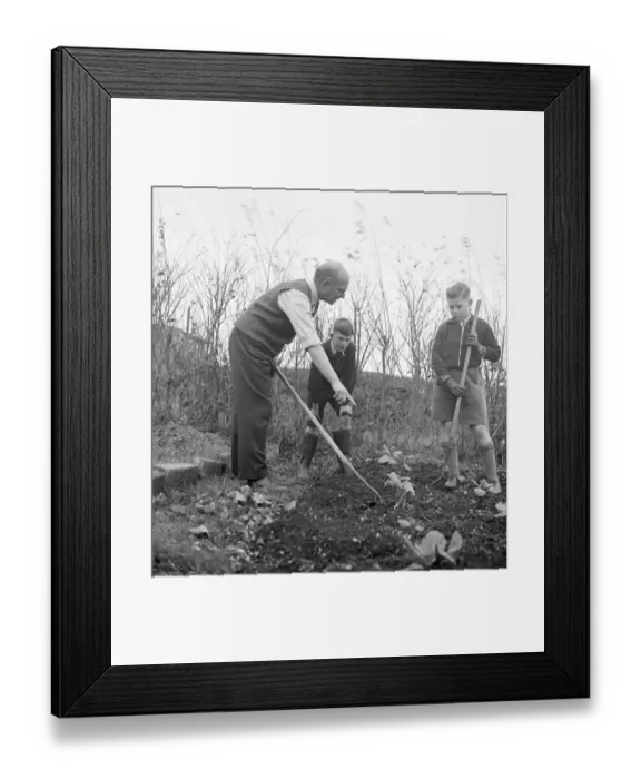 Framed Print : Cockney children from the Sydenham Road area of Croydon grow into farmers after evacuation