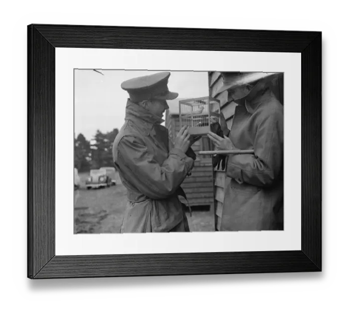 Framed Print : Territorial Army recruits at camp in Chichester, Sussex. A caged bird. 1939 Framed Print : Territorial Army recruits at camp in Chichester, Sussex. A caged bird. 1939