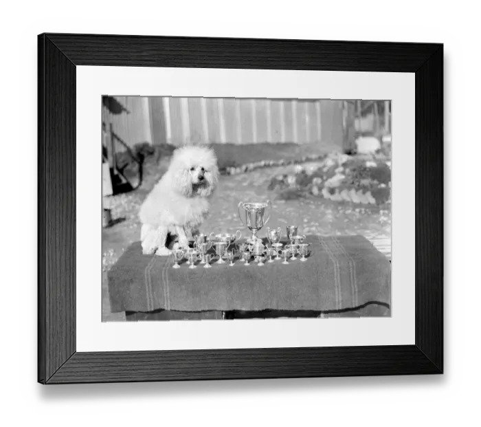 Framed Print : At Miss Lane?s Poodle Kennels, South Lodge, Buchan Hill, Crawley, Sussex Champion