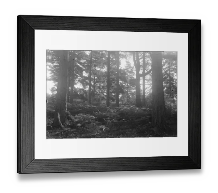 Framed Print : Balcombe Forest Framed Print : Balcombe Forest