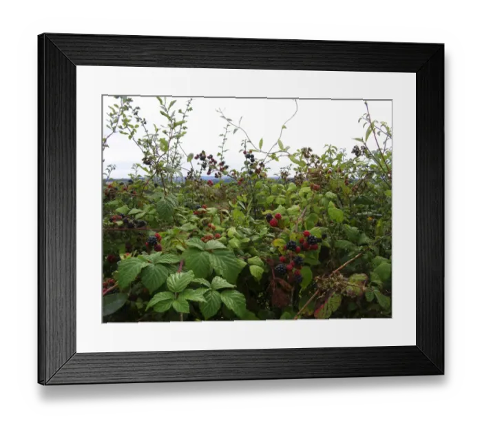 Framed Print : Detail of country hedge with blackberries and view across to Ashdown Forest, Sussex Framed Print : Detail of country hedge with blackberries and view across to Ashdown Forest, Sussex