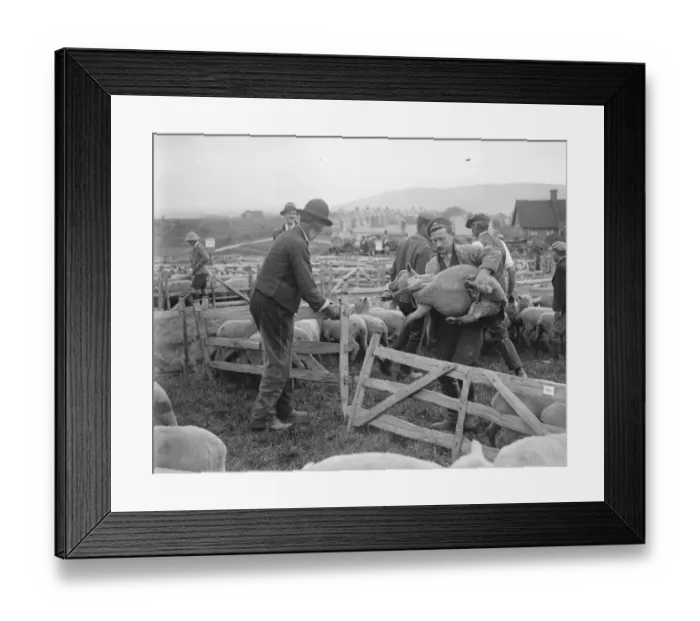 Framed Print : Plenty of Mutton. 10, 500 sheep were offered for sale at Lewes, Sussex, when Framed Print : Plenty of Mutton. 10, 500 sheep were offered for sale at Lewes, Sussex, when