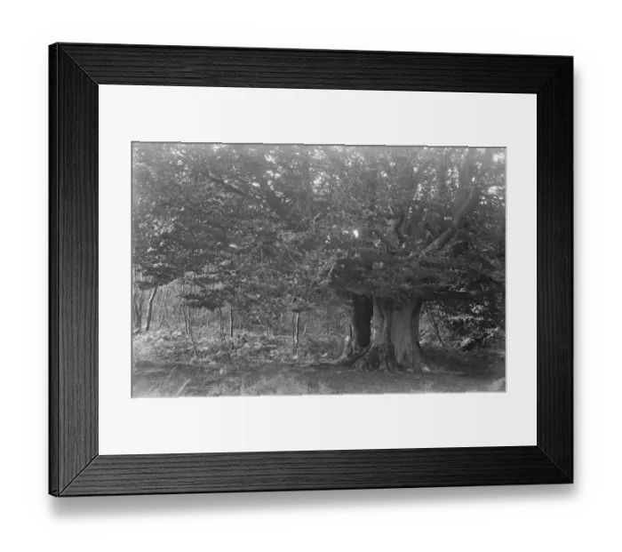 Framed Print : Balcombe Forest. 9 October 1931