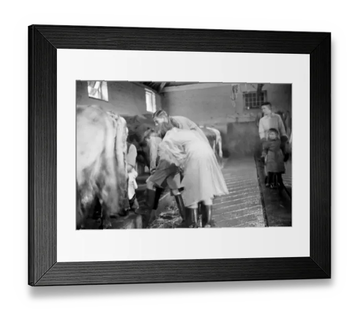 Framed Print : Cockney children from the Sydenham Road area of Croydon grow into farmers after evacuation