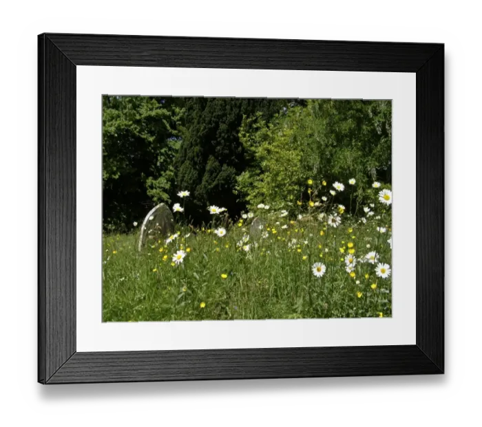 Framed Print : Daisies and buttercups in long grass in churchyard. Sussex, England UK credit Framed Print : Daisies and buttercups in long grass in churchyard. Sussex, England UK credit