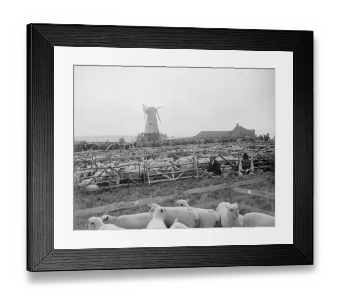 Framed Print : Plenty of Mutton. 10, 500 sheep were offered for sale at Lewes, Sussex, when Framed Print : Plenty of Mutton. 10, 500 sheep were offered for sale at Lewes, Sussex, when