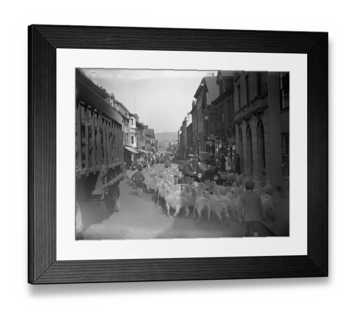 Framed Print : A flock of sheep being driven down Lewes High Street, Sussex, during the sheep fair