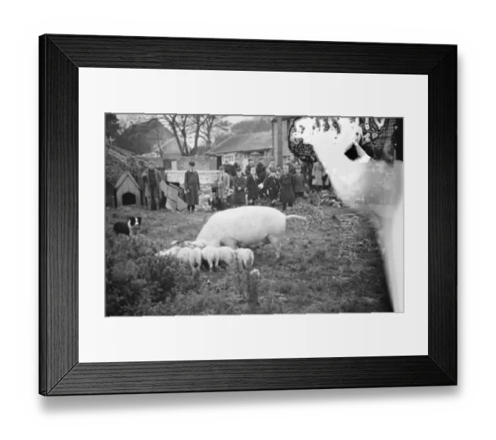 Framed Print : Cockney children from the Sydenham Road area of Croydon grow into farmers after evacuation