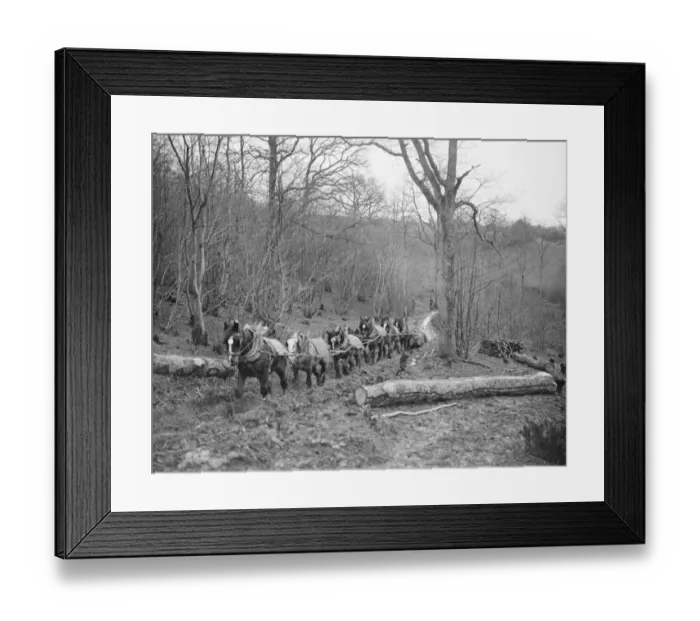 Framed Print : A logging team at work at Chipps Cross, Between Rye and Hastings February 1936 Framed Print : A logging team at work at Chipps Cross, Between Rye and Hastings February 1936