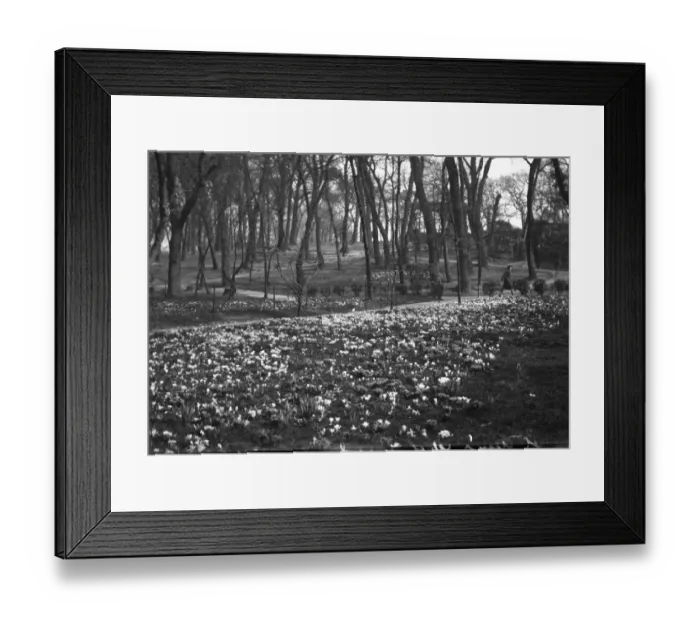 Framed Print : Spring flowers at St Anns Well Gardens, Hove, Sussex. 26th March 1931 Framed Print : Spring flowers at St Anns Well Gardens, Hove, Sussex. 26th March 1931