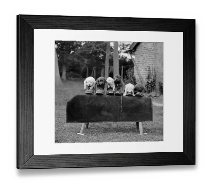 Framed Print : The Order Of The Boot. A study in black and white of a litter of Alsatian puppies
