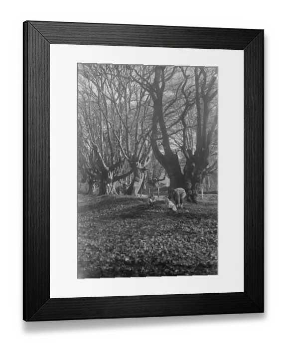 Framed Print : Balcombe Forest Framed Print : Balcombe Forest