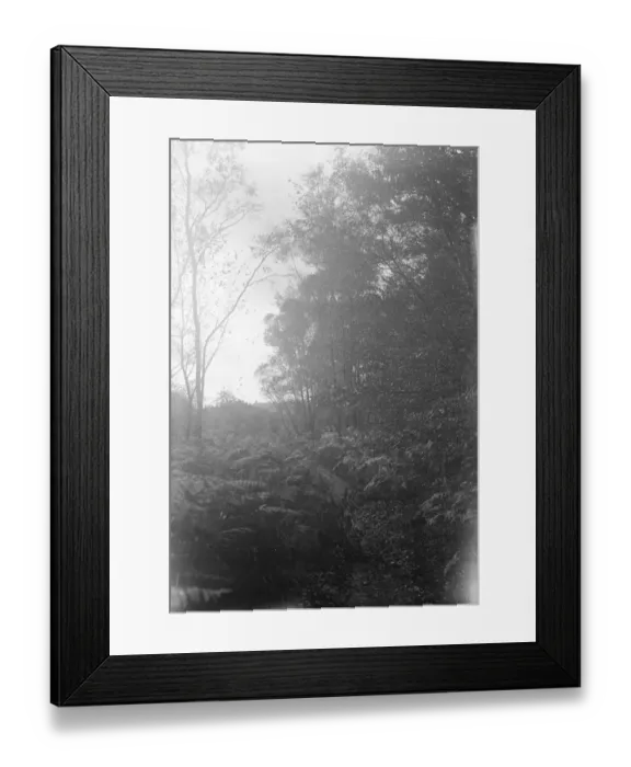 Framed Print : Balcombe Forest Framed Print : Balcombe Forest