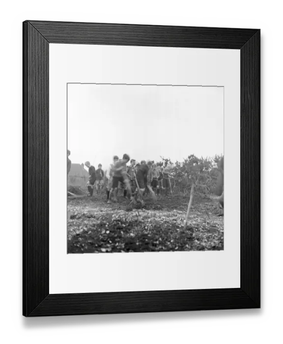 Framed Print : Cockney children from the Sydenham Road area of Croydon grow into farmers after evacuation