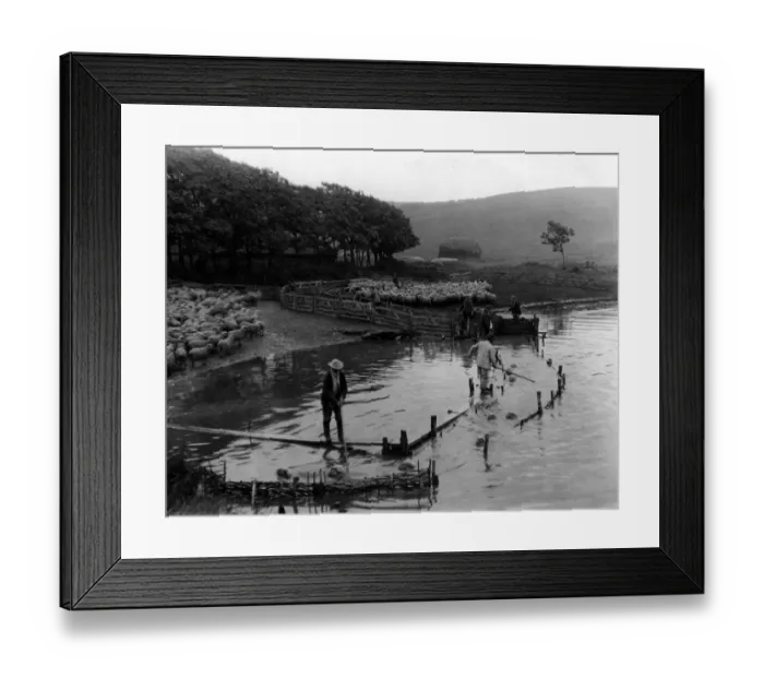 Framed Print : Typical Downland Country, Shewing sheep being washed in the Cuckmere River Sussex Framed Print : Typical Downland Country, Shewing sheep being washed in the Cuckmere River Sussex
