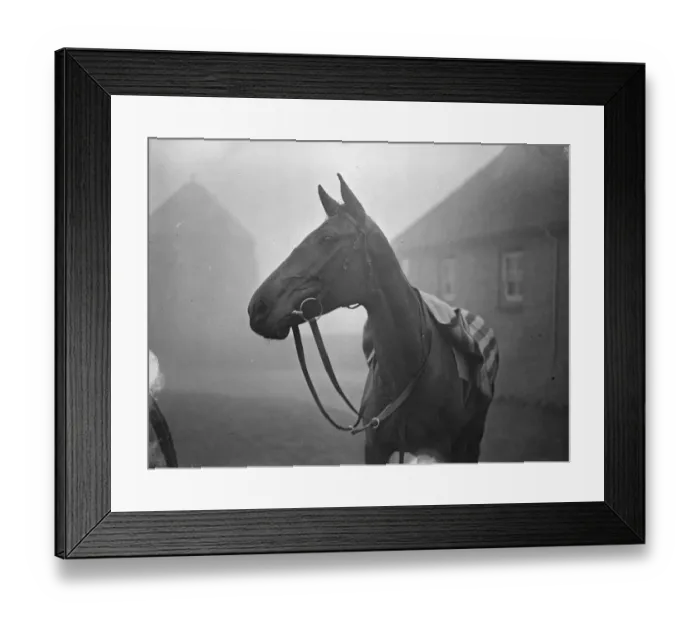 Framed Print : First pictures of Heartbreak Hill in training at Lewes - the favoured Irish candidate Framed Print : First pictures of Heartbreak Hill in training at Lewes - the favoured Irish candidate