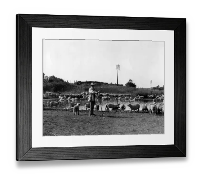Framed Print : An old shepherd watering his sheep Sussex England Framed Print : An old shepherd watering his sheep Sussex England