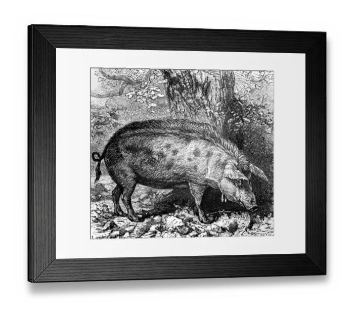 Framed Print : Medieval Pig which used to roam the woodlands of weald Wild boar