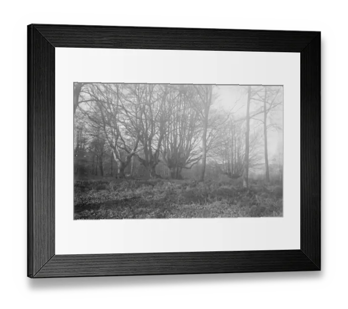 Framed Print : Balcombe Forest Framed Print : Balcombe Forest