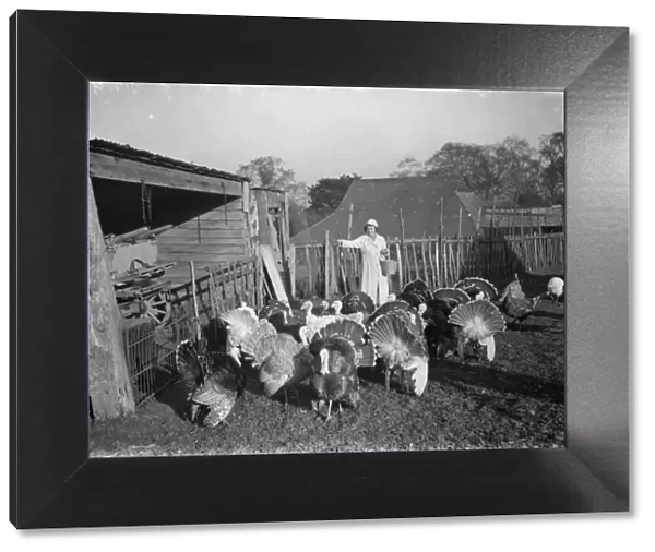 Feeding turkeys on a farm in Frant. 1937