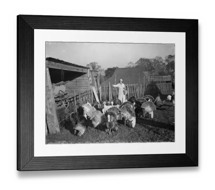Framed Print : Feeding turkeys on a farm in Frant. 1937 Framed Print : Feeding turkeys on a farm in Frant. 1937