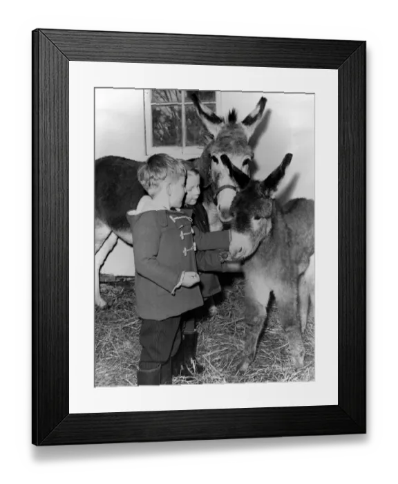 Framed Print : Donkey - born a few days before Christmas - a most unusual time for baby donkeys Framed Print : Donkey - born a few days before Christmas - a most unusual time for baby donkeys