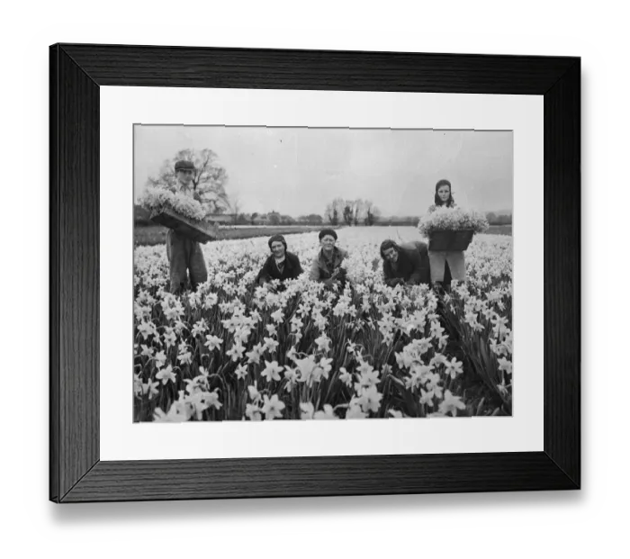 Framed Print : Wonderful daffodil crop harvested in for Easter market. Harvesting daffodils near Chichester Framed Print : Wonderful daffodil crop harvested in for Easter market. Harvesting daffodils near Chichester