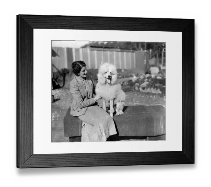 Framed Print : At Miss Lane?s Poodle Kennels, South Lodge, Buchan Hill, Crawley, Sussex Miss Lane