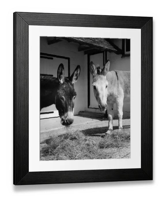 Framed Print : Donkey - lunchtime in the peace and quiet of The Blue Cross home and boarding for Framed Print : Donkey - lunchtime in the peace and quiet of The Blue Cross home and boarding for