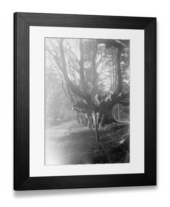 Framed Print : Balcombe Forest. 13 November 1931 Framed Print : Balcombe Forest. 13 November 1931