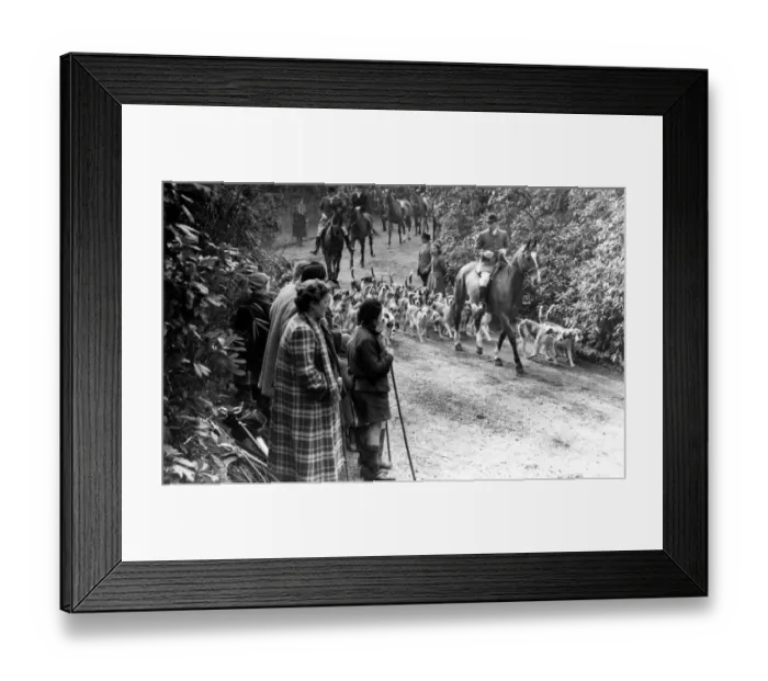 Framed Print : The East Sussex Foxhounds pass down the drive of Lord Burghleys home, Tilton, at Catsfield Framed Print : The East Sussex Foxhounds pass down the drive of Lord Burghleys home, Tilton, at Catsfield