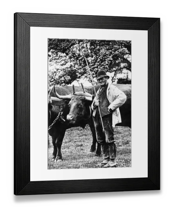 Framed Print : c 1900 Cowboy with Oxen A team of oxen with their driver, probably in Sussex Framed Print : c 1900 Cowboy with Oxen A team of oxen with their driver, probably in Sussex