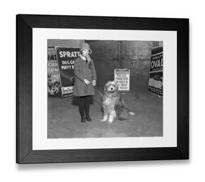Framed Print : V. C. Dogs at Cruft s. Prince of East Grinstead West Sussex - saved the life of Framed Print : V. C. Dogs at Cruft s. Prince of East Grinstead West Sussex - saved the life of